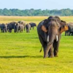 Sri-Lankan-Elephants