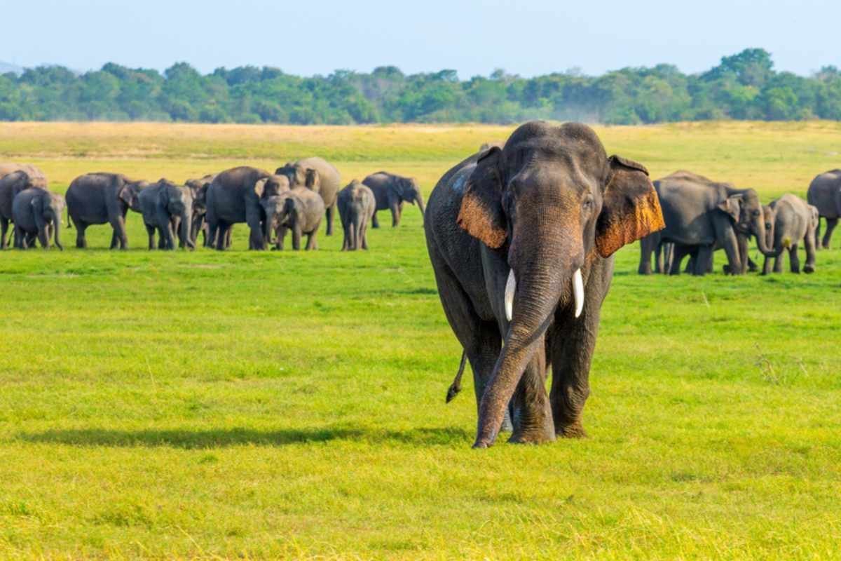 Sri-Lankan-Elephants